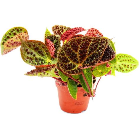 Begonia foliage ferox H 25cm foto reali pianta rara da interno