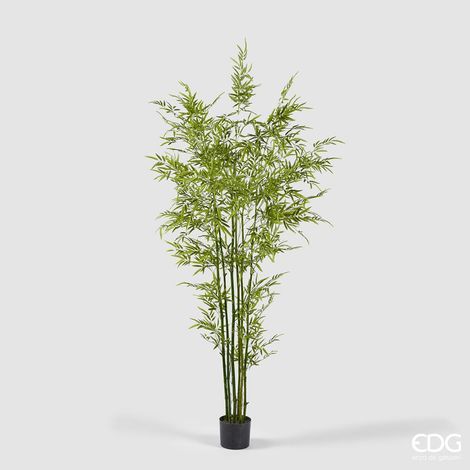 EDG Bamboo Con Vaso H 210 cm (1/4)