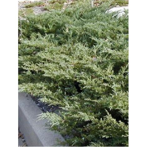 Genévrier 'Pfitzeriana Compacta' Godet de 8/9 cm