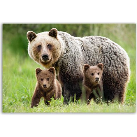 Tableau ours brun et ses oursons en pleine nature (1/5)