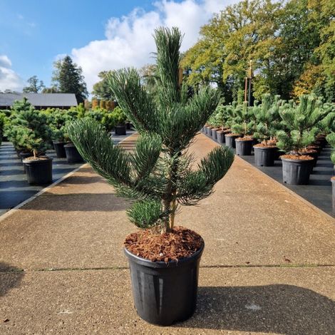 Pin noir d'Autriche 'Oregon Green' Pot 11L 40/60cm - Pinus nigra Oregon Green (1/2)
