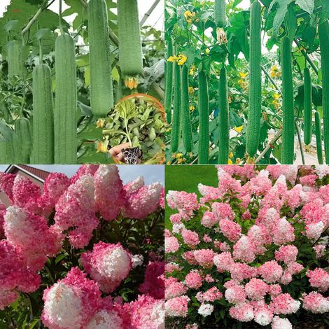 500 Samen rosa Hortensien + 350 Samen Schwammkürbis + 350 Samen Langstacheliger Kürbis, mehrjährig und winterhart, für Garten und Freilandanbau