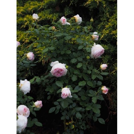 Rosier à grandes fleurs 'Camille Claudel' Racines nues (1/2)
