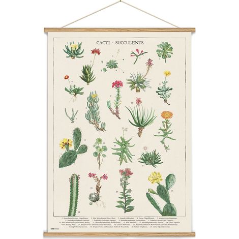 Holzbanner botanische Kakteen kokonote