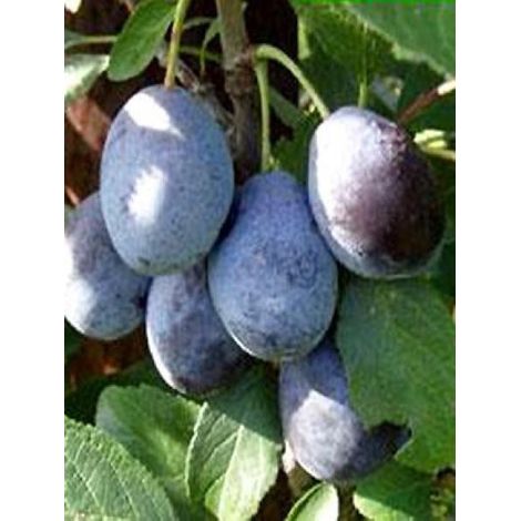 Prunier 'Hauszwetsche' Pot de 7,5L/10L, Demi-Tige (1/2)