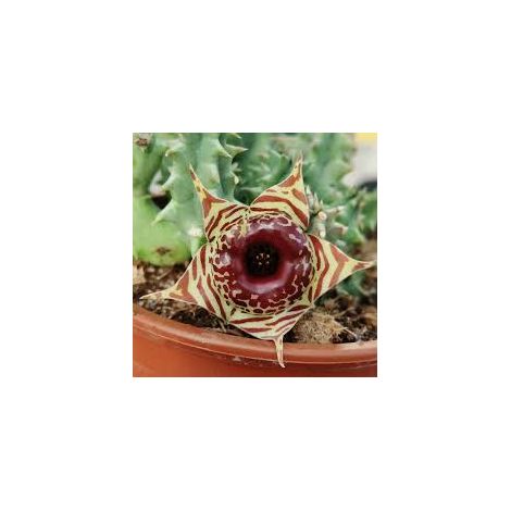 pianta HUERNIA ZEBRINA STAPELIA VASO 8