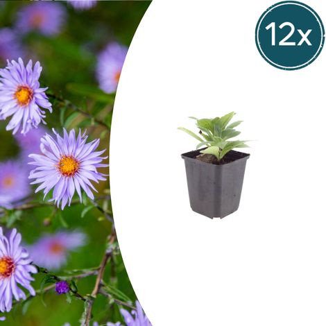 Lot de 12 Aster frikartii 'Mönch' Plante Vivace Fleurs Bleu Violacé 10-25cm Pot Ø 9cm - PANGIVO (1/5)