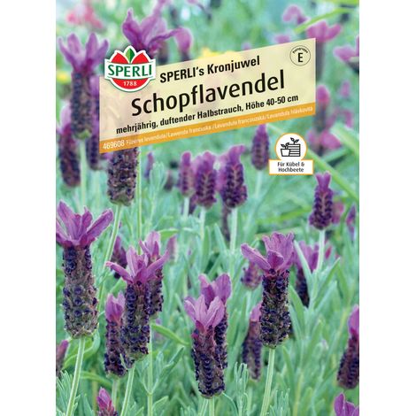 Sperli Schopflavendel SPERLI's Kronjuwel (1/2)