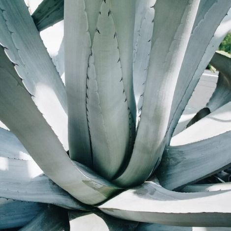Agave Americana in vaso da 18cm