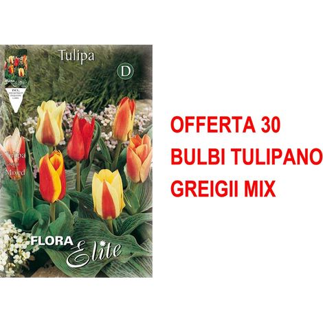 BULBI AUTUNNALI OFFERTA 30 BULBI TULIPANO GREIGII MIX BULBS BULBES
