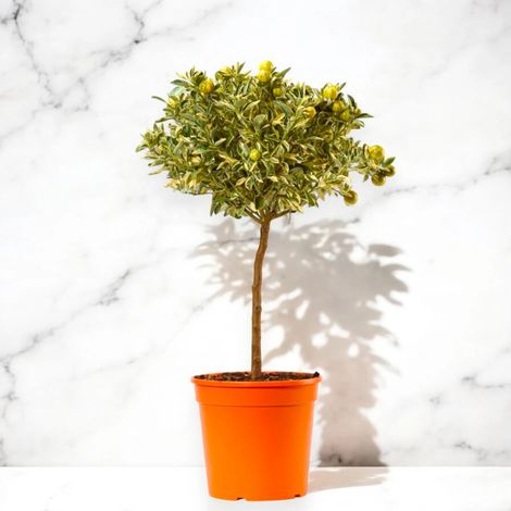 Gardenaria Calamondino Variegato - Citrus × microcarpa 'Variegata' - Pianta di agrume da frutto in vaso - Altezza: 70/80 cm (vaso 22) (1/5)