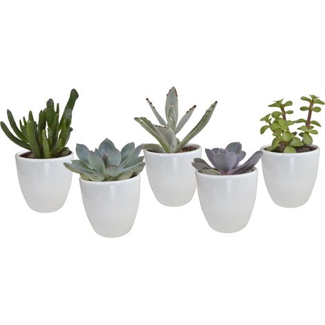 Lot de 5 Succulentes Variées en Pots Blancs - Plantes Grasses Décoratives Intérieur - Ø 5,5 cm - PANGIVO (1/5)