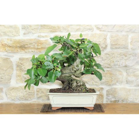 Bonsai di Fico (91) (1/5)