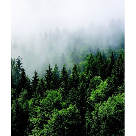 Papier peint foret et brouillard 225 x 270 cm (1/3)