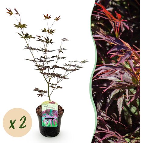 Lot de 2 Érables du Japon Acer palmatum Trompenburg Violet Foncé - Pot 19 cm Hauteur 70 cm - PANGIVO (1/5)