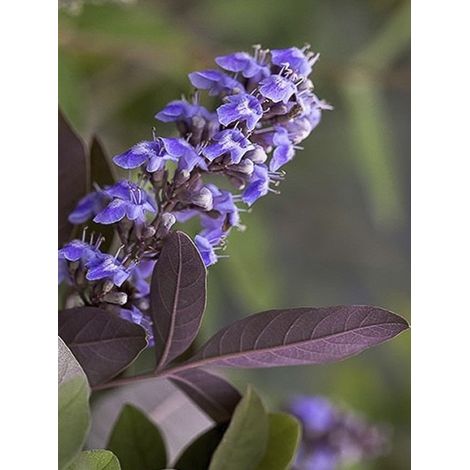 Gattilier, Poivre de moine 'Flip Side' Pot de 3L/4L (1/4)
