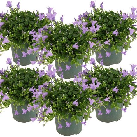 Lot de 6 - Campanules Ambella Lavande - Couvre-sol - Plantes de jardin - Rustiques - Sans danger pour les animaux - Hauteur : 10-20 cm - Pot : 10,5 cm (1/5)