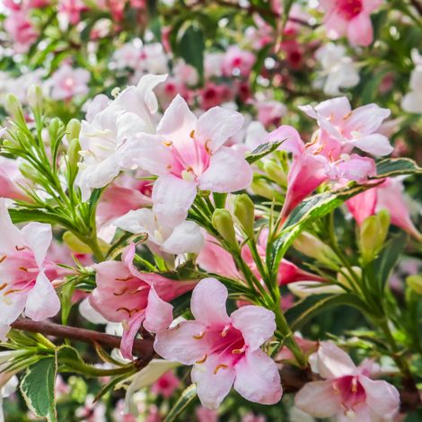 Weigela nana variegata - Weigela nana variegata 40/50 cm Pot 3L (1/5)