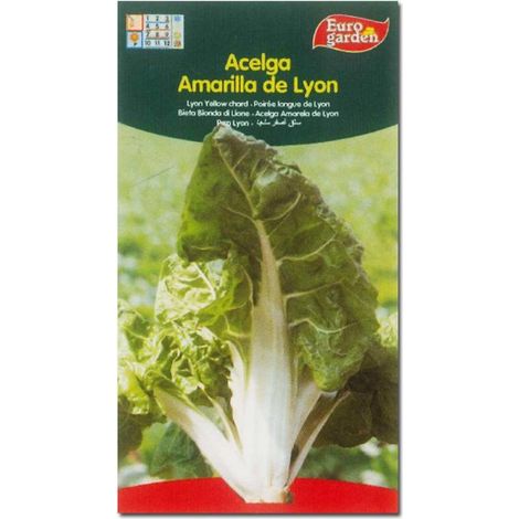 SEMILLAS FITO HORTICOLAS ACELGA AMARILLA DE LYON=00002