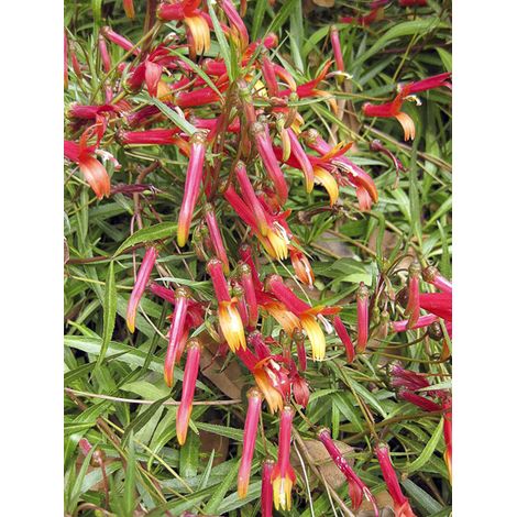 Lobélie laxiflora Godet de 8/9 cm