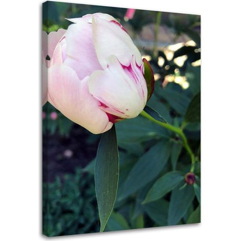 Tableau sur toile Pivoine Fleur Rose 40x60 (1/5)