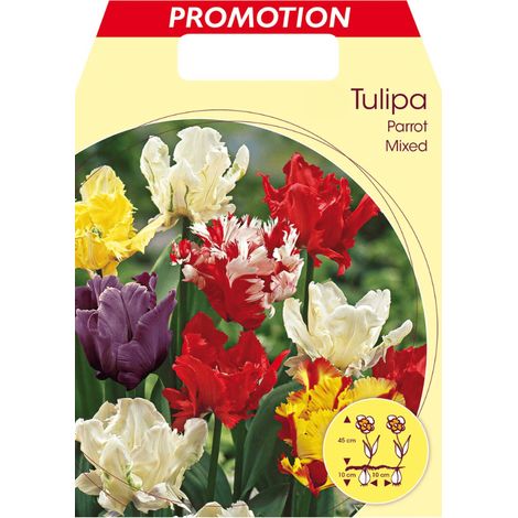 BULBI AUTUNNALI TULIPANO PARROT MIX DI COLORI CONFEZIONE DA 20 BULBI BULBS BULBES