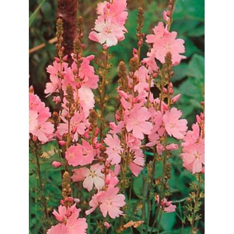 Sidalcea 'Elsie Heugh' Godet de 8/9 cm