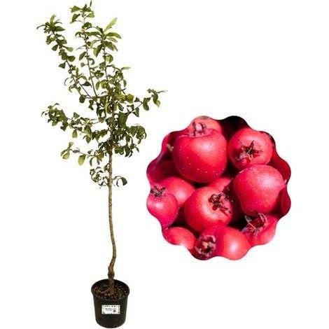 1 plant /tree (approx 1m) - Crataegus azarolus (azzeruolo red)