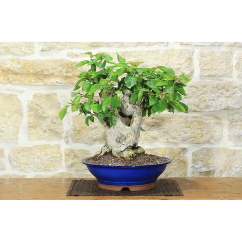 Bonsai di Bougainvillea Californiana - fiore rosso (16) (1/5)