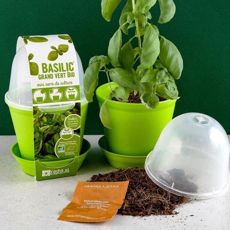 Pot en cloche - Basilic bio (1/5)