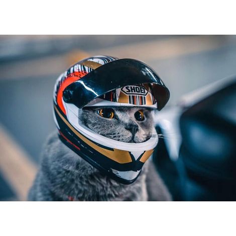 Casques pour animaux, casque pour chat, casque pour chien - mini casque de protection pour l'extérieur, casque de moto décoratif, accessoire photo pour animaux, bébé tortue (1/5)