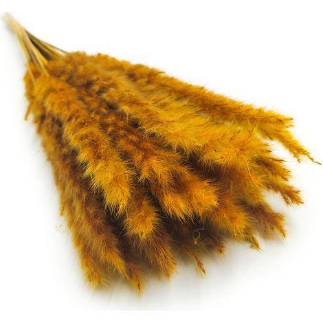 Hierba de las pampas en miniatura - Mostaza