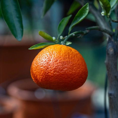PIANTA DI MANDARANCIO in vaso 24 - età 3/4 anni (foto reali)