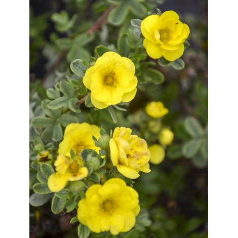 Potentille arbustive 'Citrus Tart' Pot de 2L/3L (1/2)