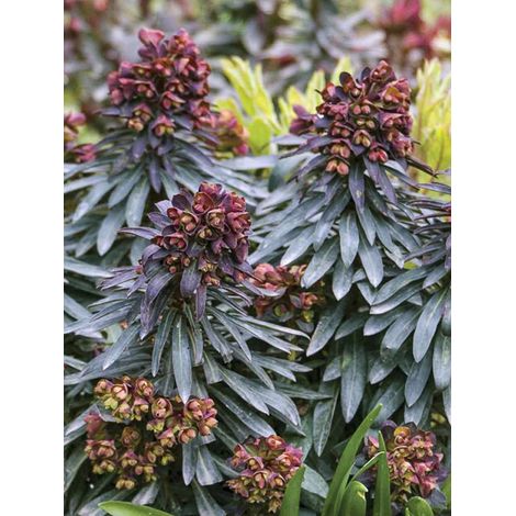 Euphorbe des vallons 'Black Bird' Godet de 8/9 cm (1/2)