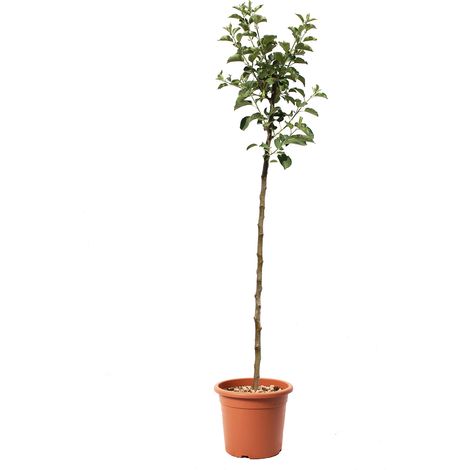 Melo Renetta del Canada - Malus Domestica - Piante da Frutto da Giardino - Vaso Ø 24 cm (1/3)