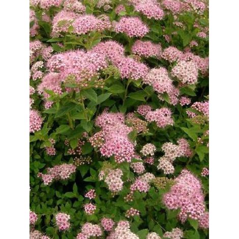 Spirée japonaise 'Little Princess' Godet de 8/9 cm (1/3)