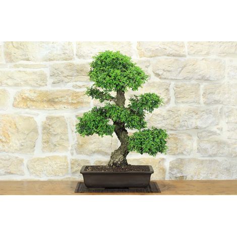 Bonsai di Zelkova Parvifolia (9). (1/5)