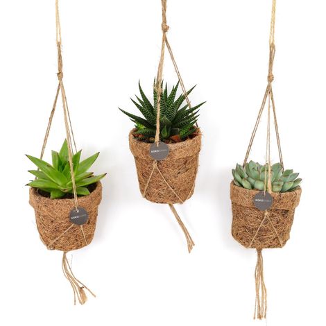 Mélange de Succulentes Retombantes - Lot de 3 Plantes Grasses - Pot Ø10 cm - Hauteur 15 cm - PANGIVO
