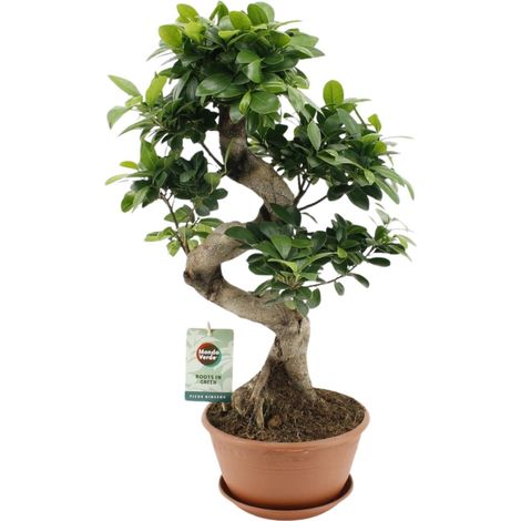 Ficus Ginseng Plante d'Intérieur Décorative en Pot Ø 22 cm Hauteur 60 cm Entretien Facile - PANGIVO