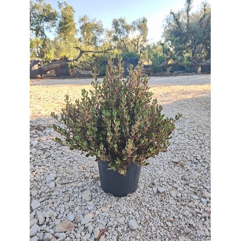 Coprosma Repens Pacific Dawn Pot 30 cm Arbuste Persistant à Feuillage (1/3)