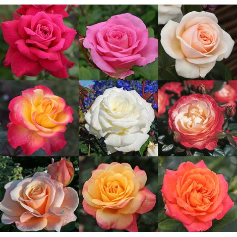 Rosa rifiorente bellissima pianta di rose in vaso  20 cm colori assortiti (1/5)