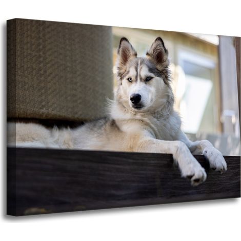 Leinwanddruck „Tiere Husky Hund“ 70x50 cm