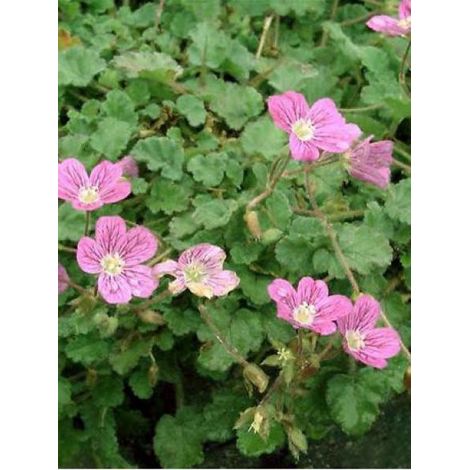 Érodium 'Bishop's Form' Godet de 8/9 cm