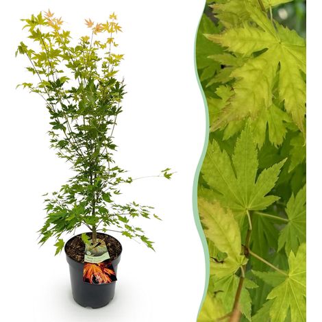 Érable du Japon Acer palmatum Orange Dream - Plante de Jardin Décorative - Orange - Hauteur 90 cm - PANGIVO (1/5)