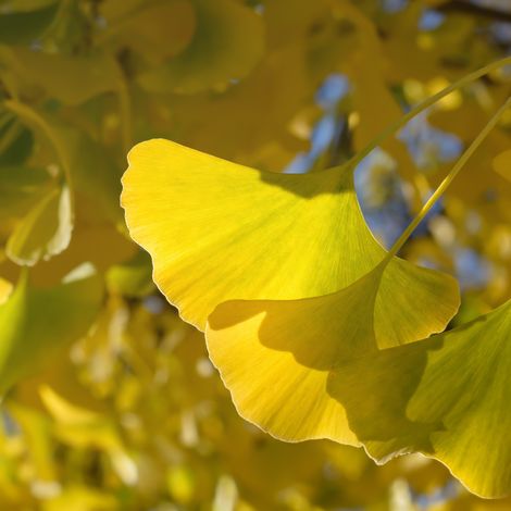 Arbre aux quarante écus - Ginkgo biloba Pot 2,5L (1/2)