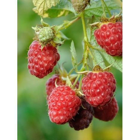 Framboisier 'Marastar' Bio Pot de 1,5L/2L, Touffe (1/2)