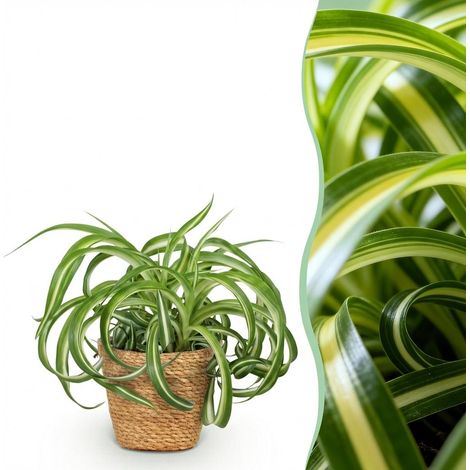 Chlorophytum comosum Bonnie Plante d'intérieur Dépolluante avec Panier Pot 12 cm Hauteur 20 cm - PANGIVO (1/5)
