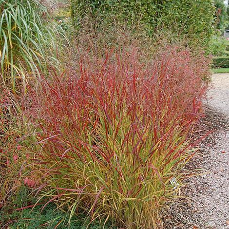 4 x Panic effilé  - Panicum virgatum 'Rehbraun'  - godet 9x9 cm