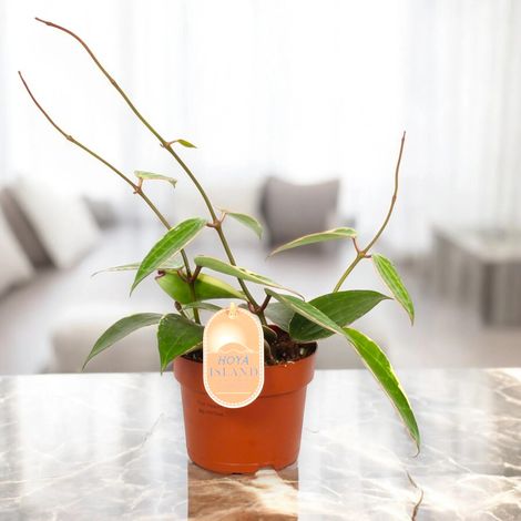 Gardenaria Hoya latifolia 'albomarginata' - Pianta da interno ornamentale - Altezza: 15 cm (vaso 12) (1/5)